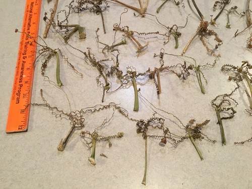 Lot Of 40+ Real Dried Pumpkin Tendrils Folk Art Primitive Crafting