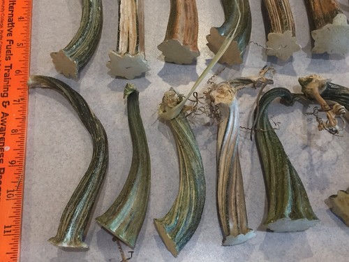 26 Excellent Quality Dried Pumpkin Stems Crafts, Velvet Pumpkins 3-1/2 to 6