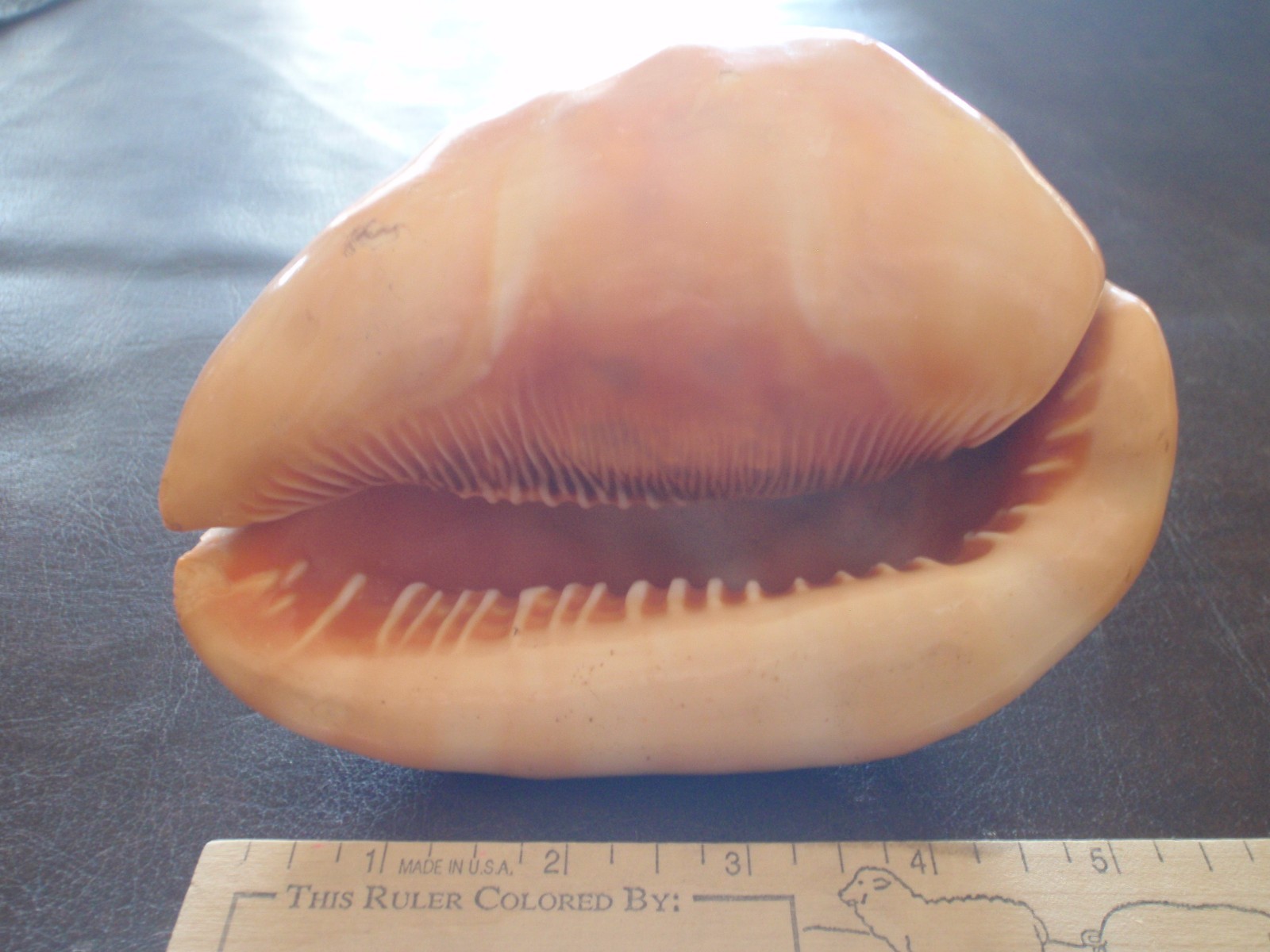 Vintage conch shell--listen to the sea!