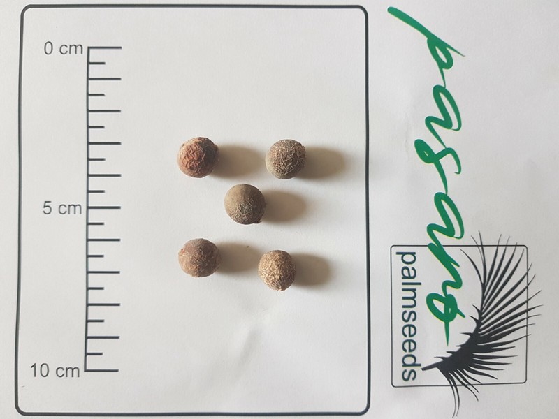 10x Palmen Samen Corypha Utan (Buripalme)