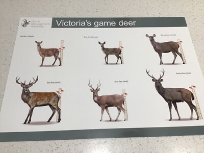 HUNTING POSTER, GUNS RIFLES BULLETS BERETTA TIKKA WINCHESTER SPIKA 4x4 ARB TJM5