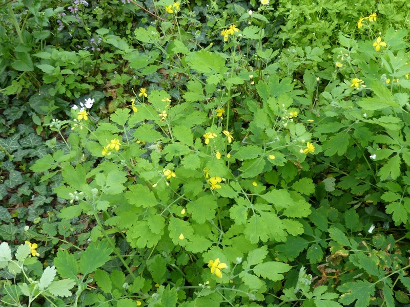 Semi Celidonia Pianta Medicinale Verruche Porri Chelidonium Majus