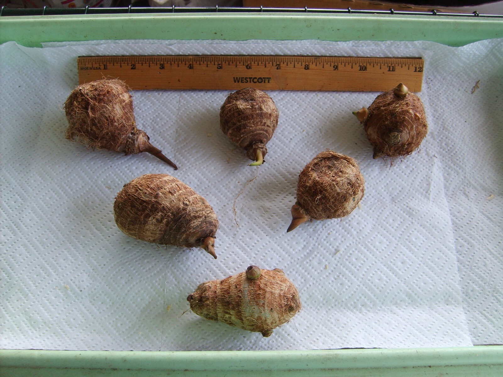 THREE (3) Sprouted TARO Mini Elephant Ears Tubers Bulbs COLOCASIA ESCULENTA