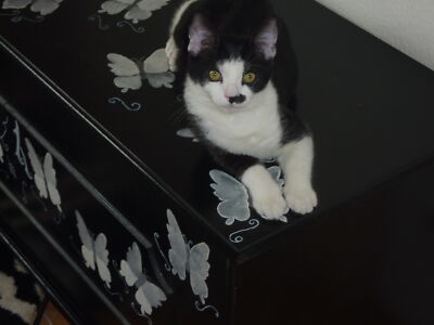 Artikelfoto(s) von einem verifizierten Käufer