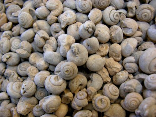 Snail Gastropod fossils Cambrian 2 pound lots 100 plus pieces
