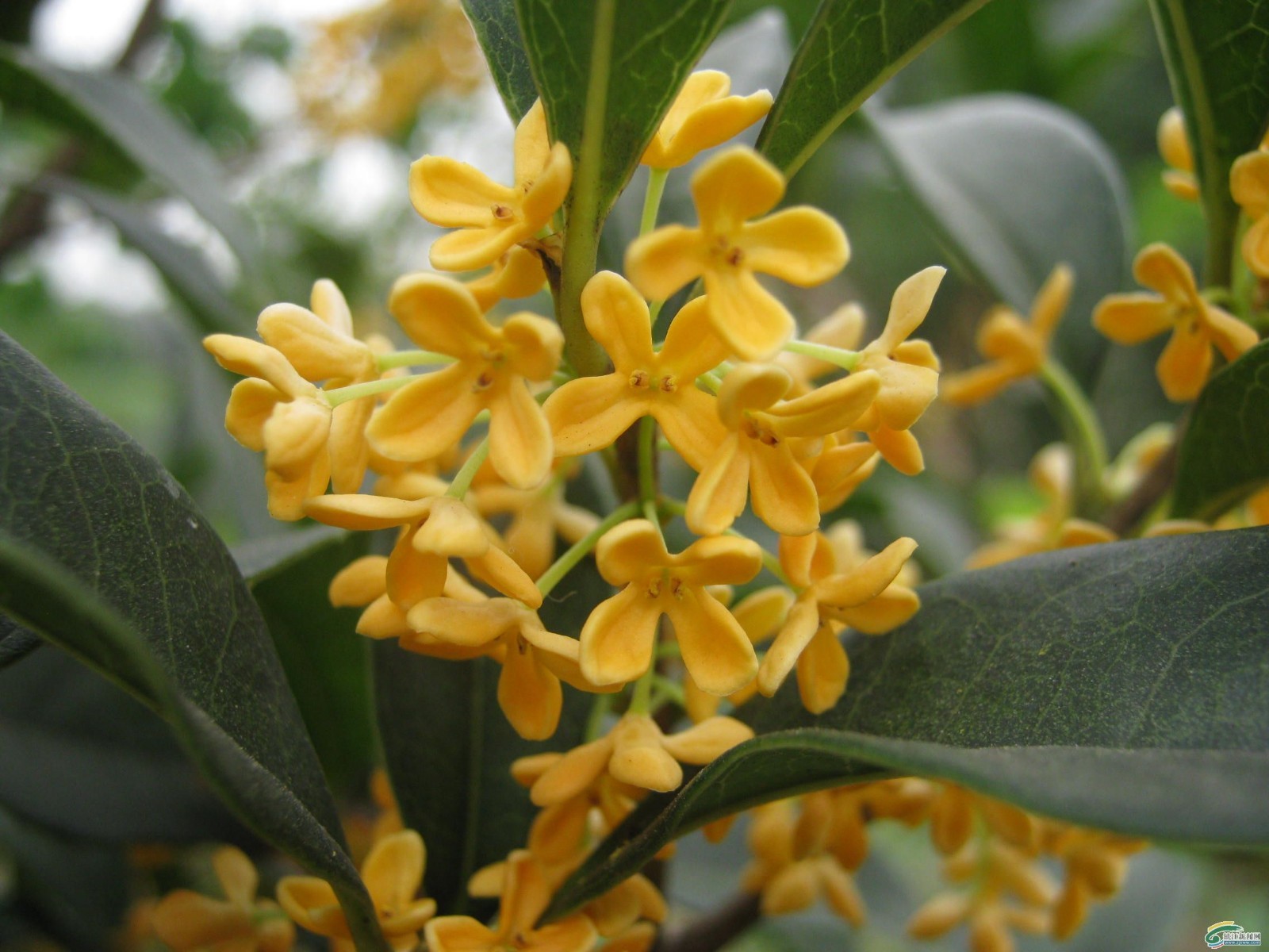 Yellow Flowering Fragrant Tea Olive ( osmanthus ) Live