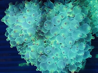 Asst d Purple-Tip bubble Anemone 3-4  BTA live coral