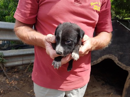 Border Collie Puppies In Shoalhaven Area Nsw Gumtree Australia
