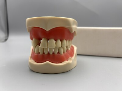 Columbia Dentoform PVR-860 Ivorine Edentulous Open box Implant - Bridge