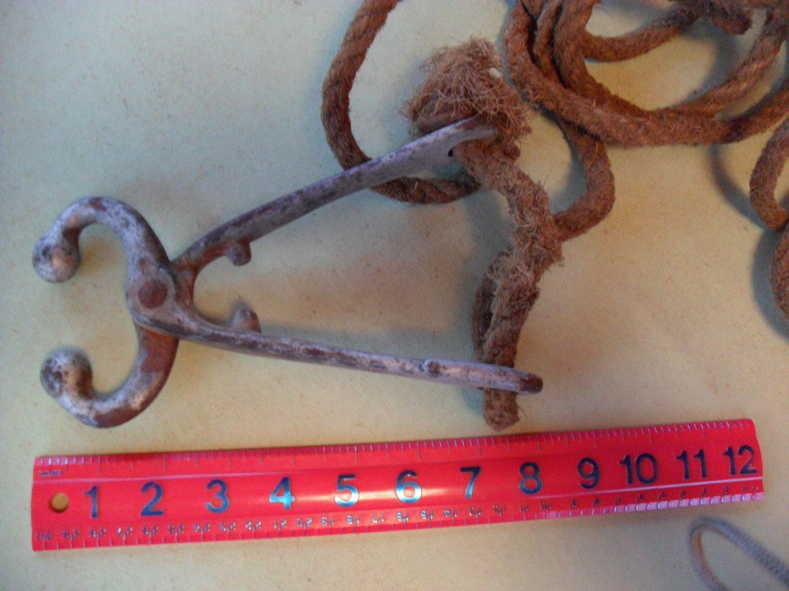 vintage bull  nose lead cows calves
