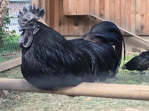 Bruteier Hühner, Rasse: Ayam Cemani, schwarze Hühner