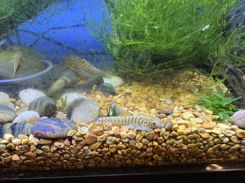 Loach L201 Orinoco Snowball Pleco Hypancistrus sp. Live Fish (One