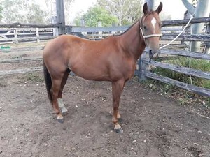 quarter horse