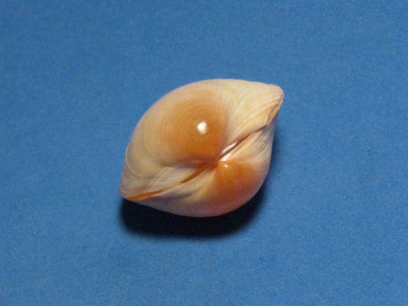 Fulvia subquadrata (Vidal & Kirkendale, 2007) 