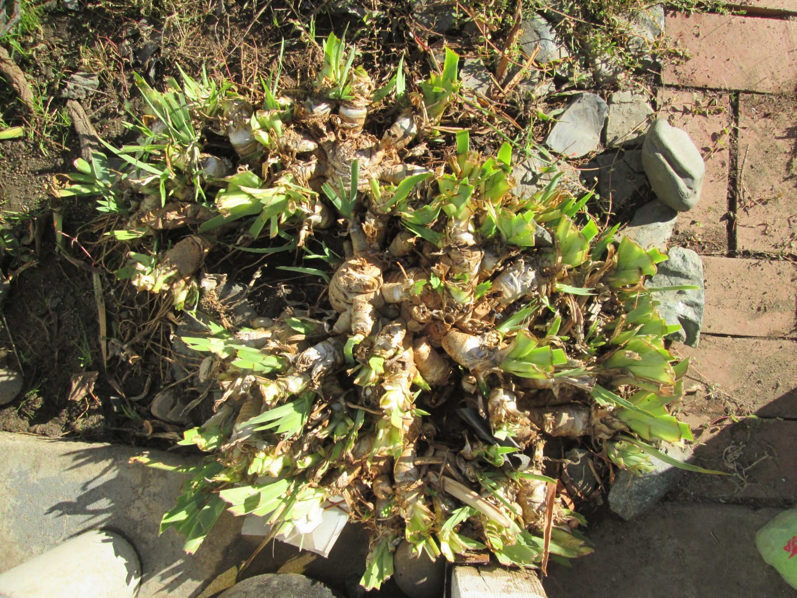 3X Iris Bulbs Southern Oregon PURPLE W/ Yellow