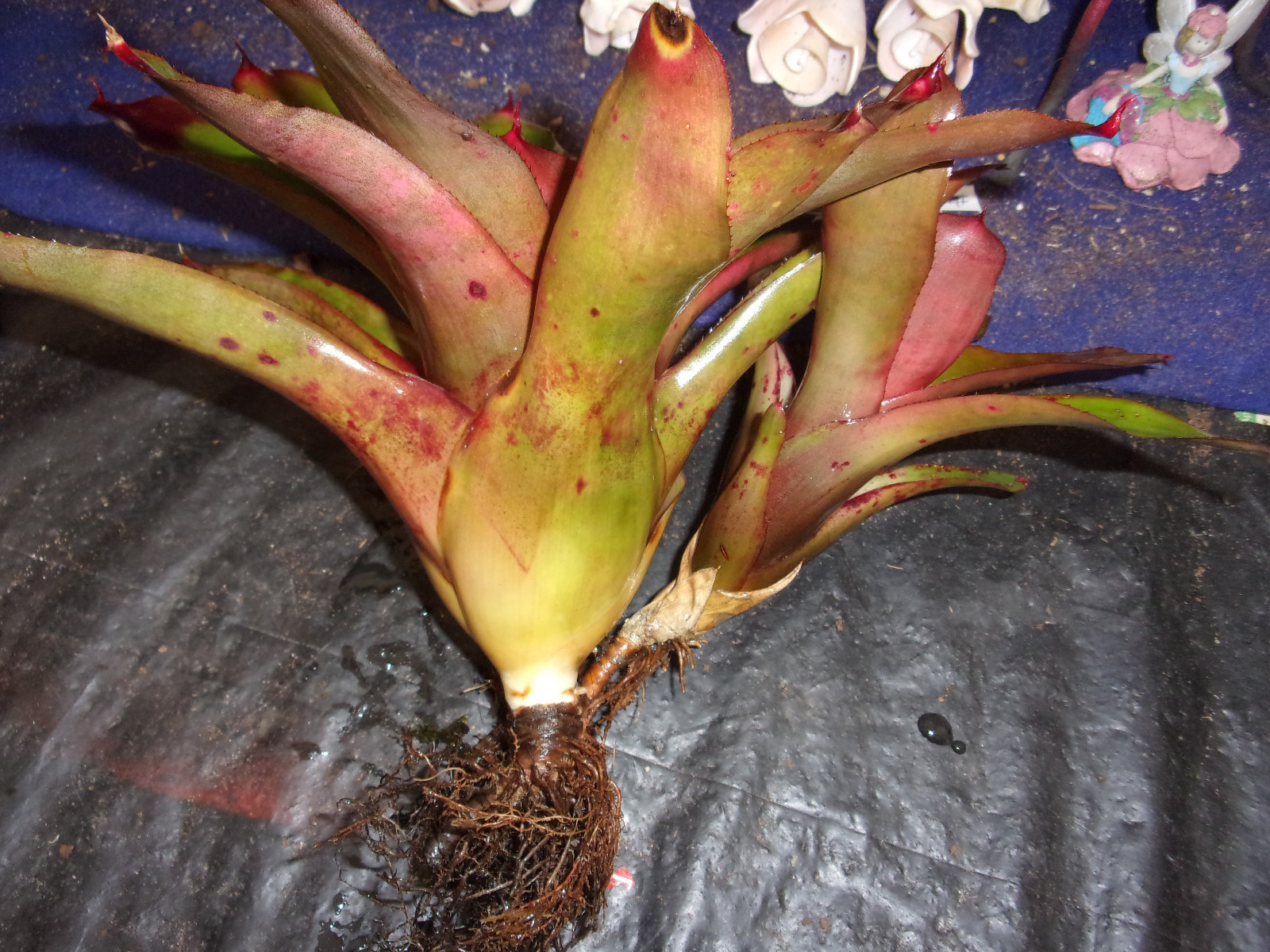 Bromeliad NEOREGELIA STRAWBERRY SHORTCAKE  MATURE UNBLOOMED WITH OFFSET