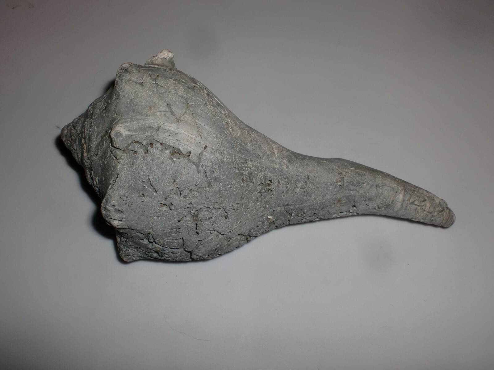 Unusual Fossil Ocean Conch Sea Shell Nautical Beach Stone Grey Petrified 6