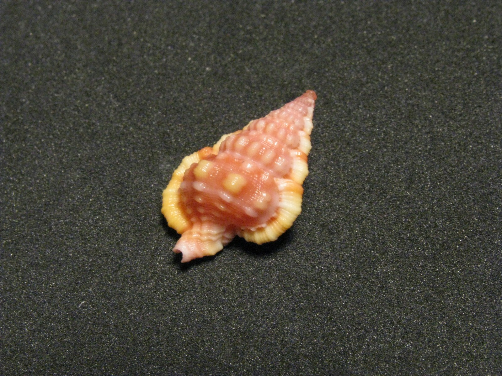 Gyrineum roseum (Reeve, L.A., 1844) 