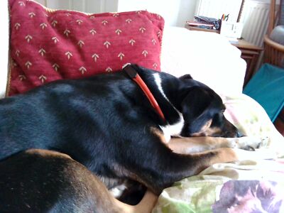 Fotos del artículo de un comprador verificado