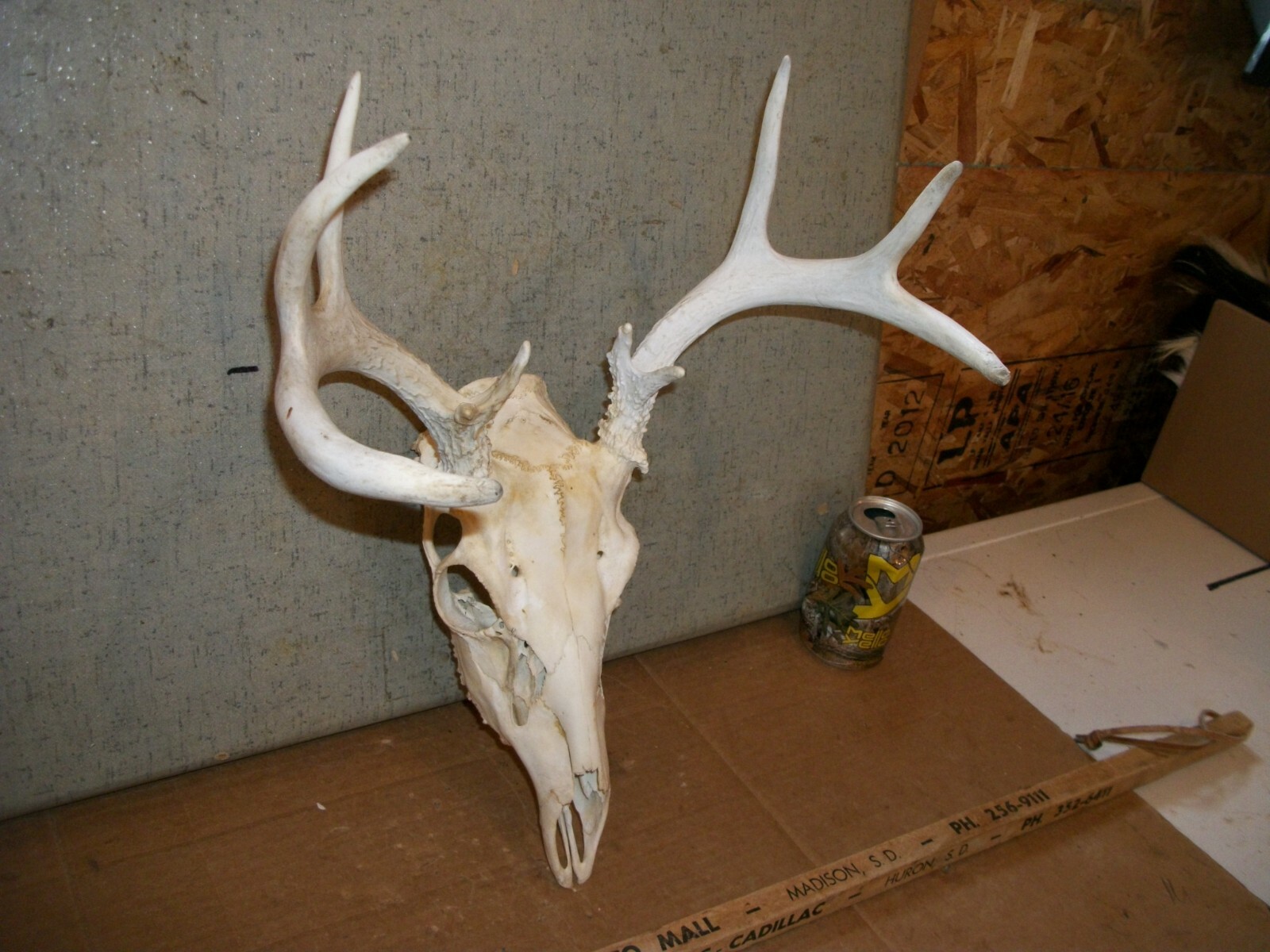 CUTE 10 POINT WHITETAIL deer rack SKULL antler horn taxidermy european MOUNT 5X5