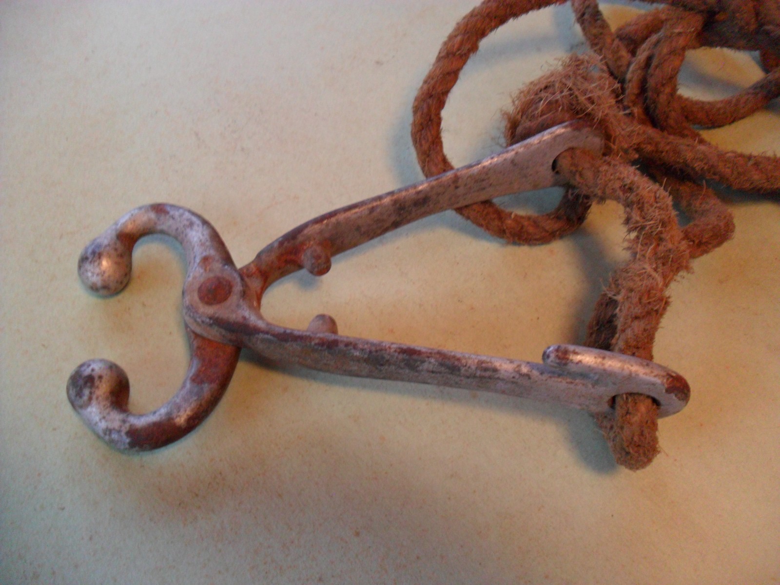 vintage bull  nose lead cows calves