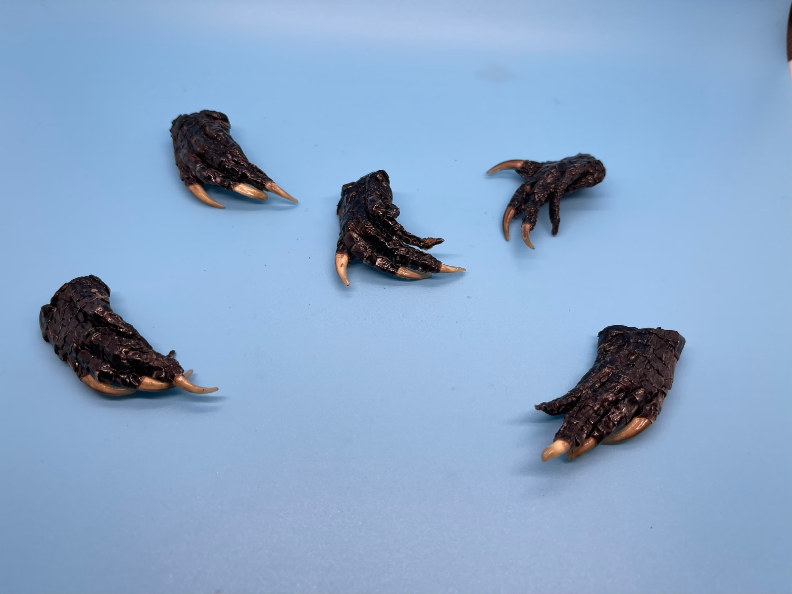 Five Small Alligator Feet