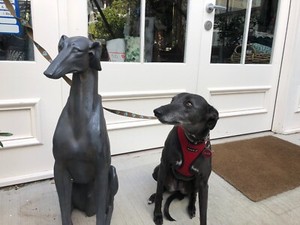 whippet puppies gumtree