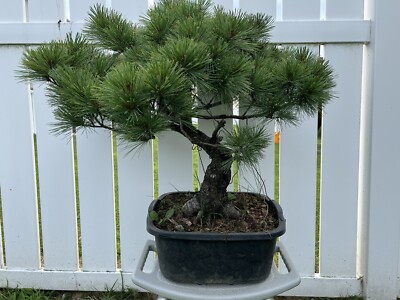 Japanese White Pine Bonsai Tree 29  Tall 7  Base 35 Years Old