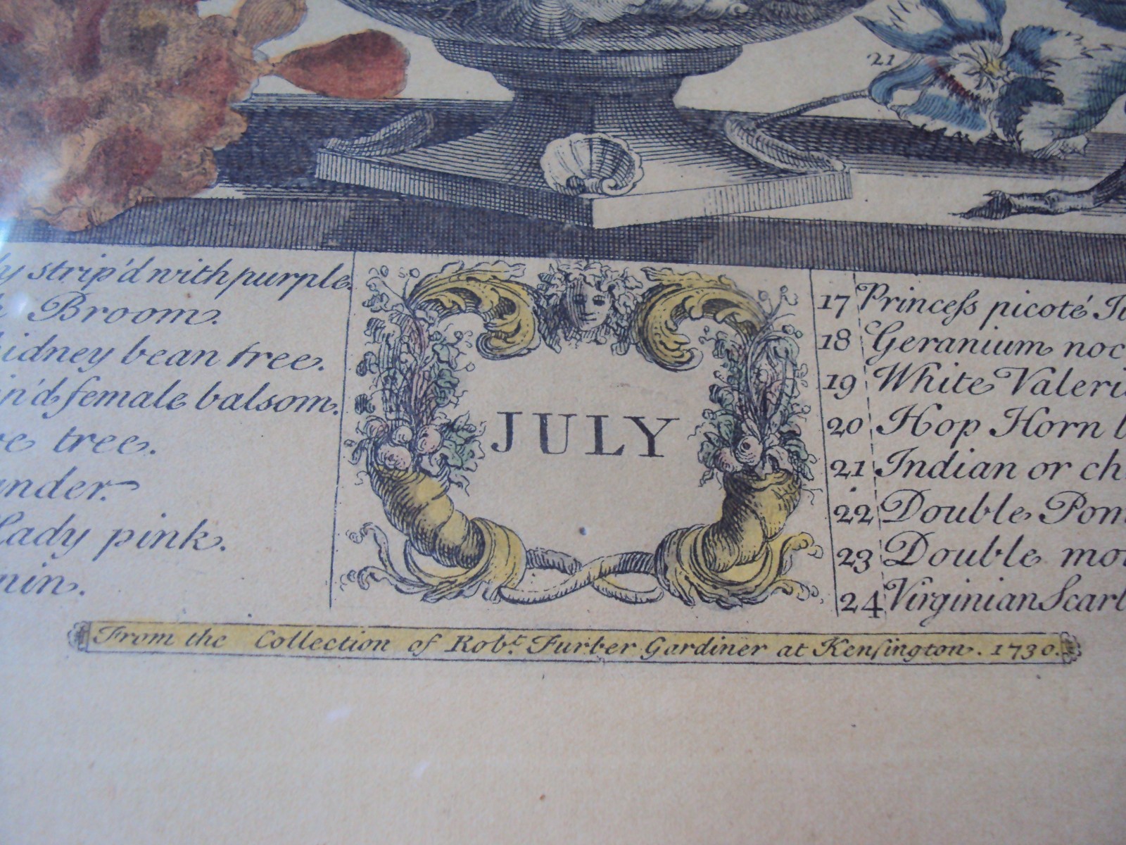 1730 TWELVE MONTHS OF FLOWERS,JULY LITHOGRAPH PLATE, BY ROBERT FURBER,GARDINER