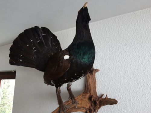 Tierpräparat Auerhahn