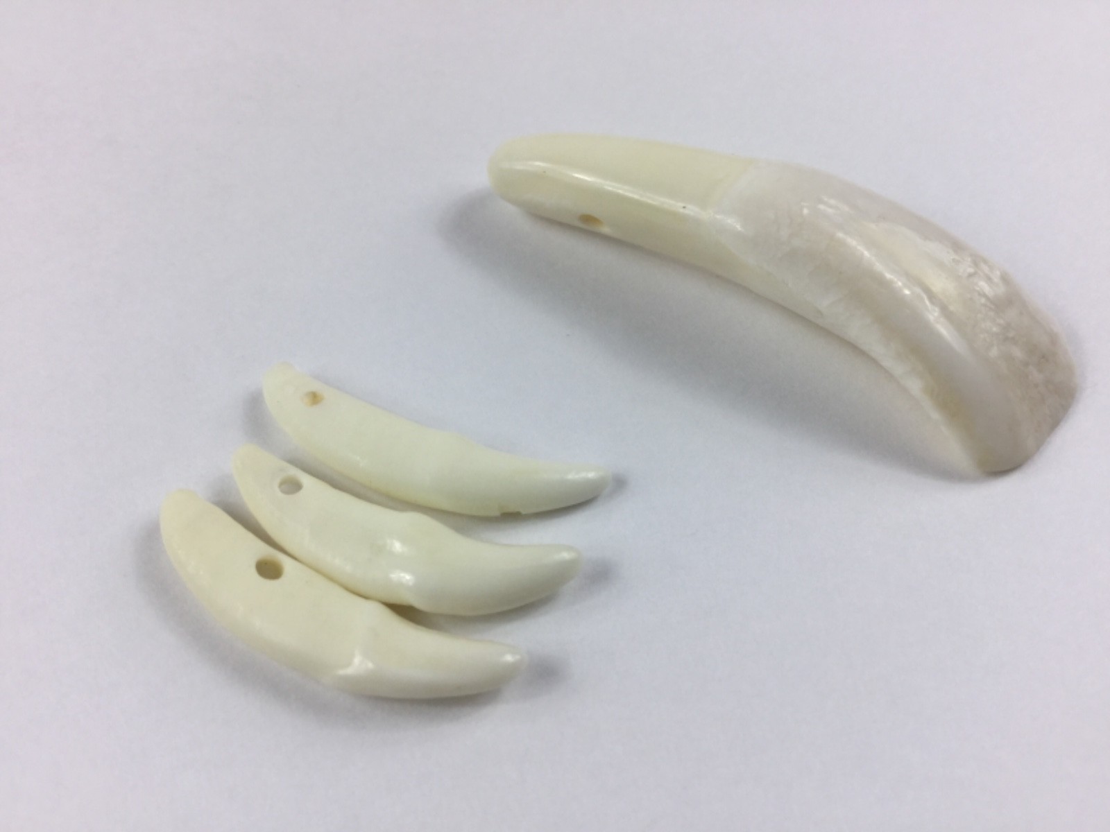 Buffalo & Coyote Tooth Beads 4pcs. Crafts Jewelry Making