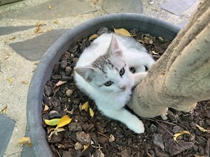 Russian Blue X Kittens Cats Kittens Gumtree Australia