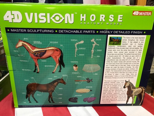 NEW 4D Master Vision Horse Anatomy Model