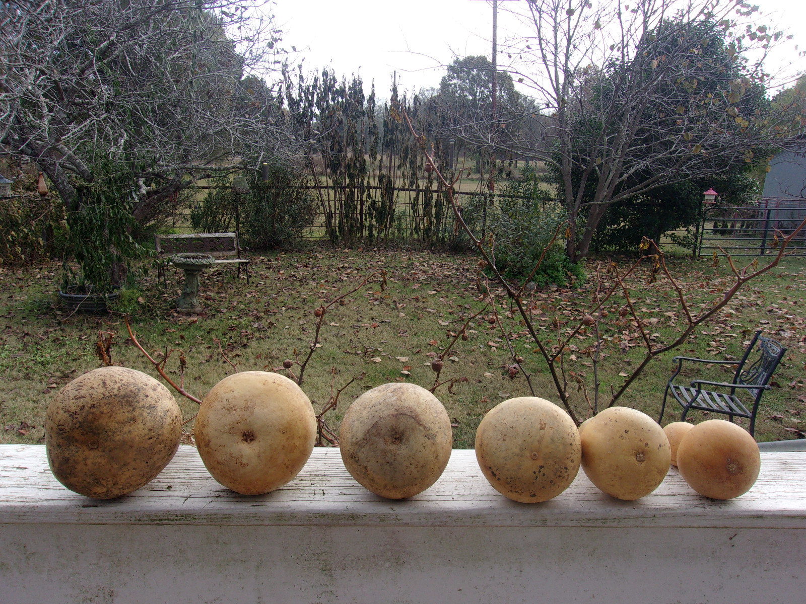 Group of 6 Bottle Neck Fat Gourds, Cleaned & Dried, For Crafts, Painting, Smooth