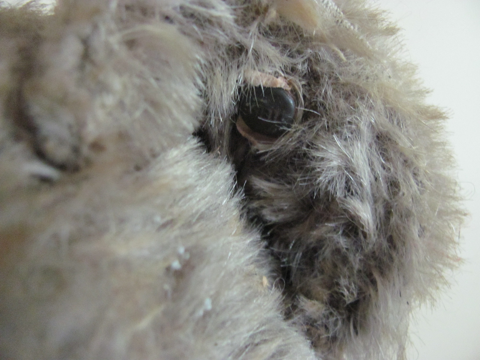 ANTIQUE 1928 STEIFF BEAR W/GROWLER 