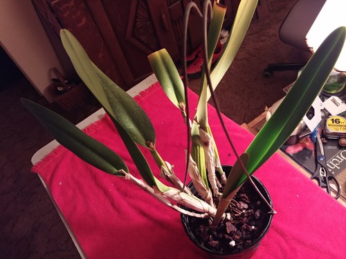 Laelia Purpurata Var Striata Excellent Breeding Species Cattleya Orchid