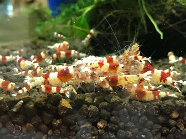 CRS (Crystal Red Shrimp) - A/S grade | Fish | Gumtree Australia
