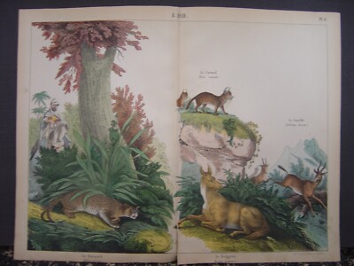 Image Lithographie Fasoli et Ohlmann L'ASIE Guépard Caracal Gazelle Dsiggetaï