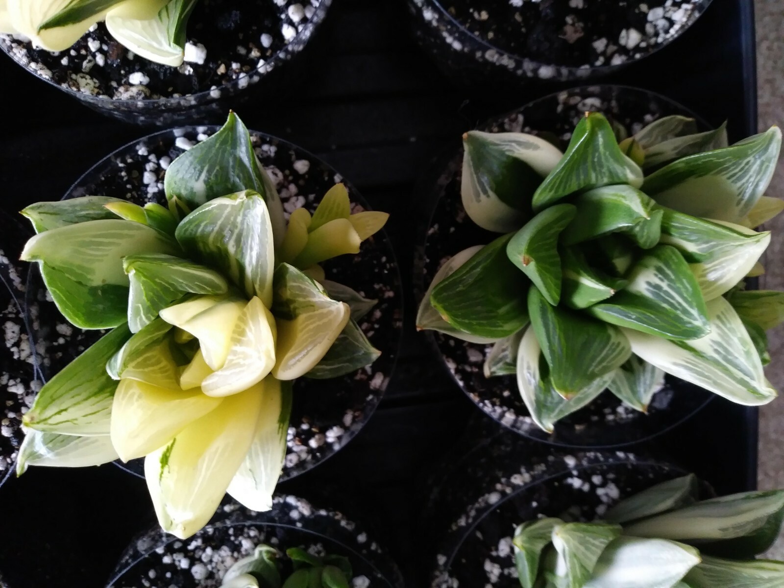 Haworthia Retusa Variegated!! Imported Plant!!