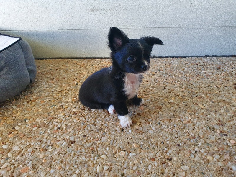 Purebred Long Haired Chihuahua Puppies For Sale Dogs Puppies