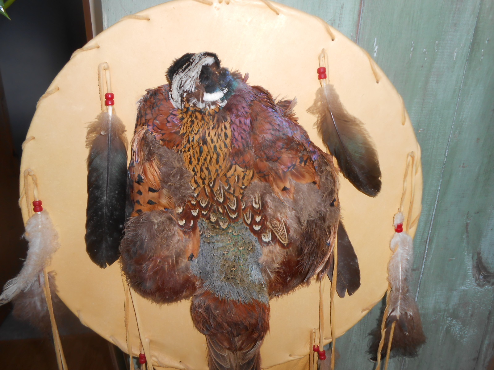 PHEASANT SKIN MOUNT TAXIDERMIST LEATHER FEATHERS TANNED DEER HIDE DREAM CATCHER?