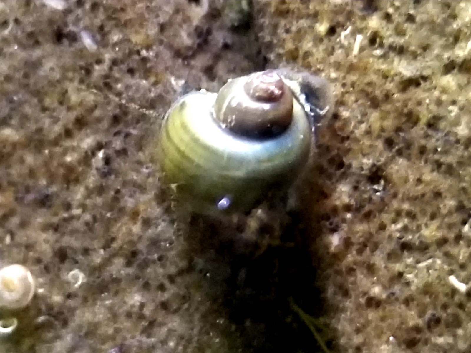Gold Mystery Snails Live Freshwater Aquarium Snail
