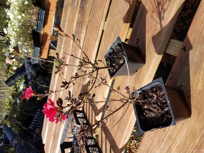 Azalea, Hino Crimson, red flowers, good for bonsai