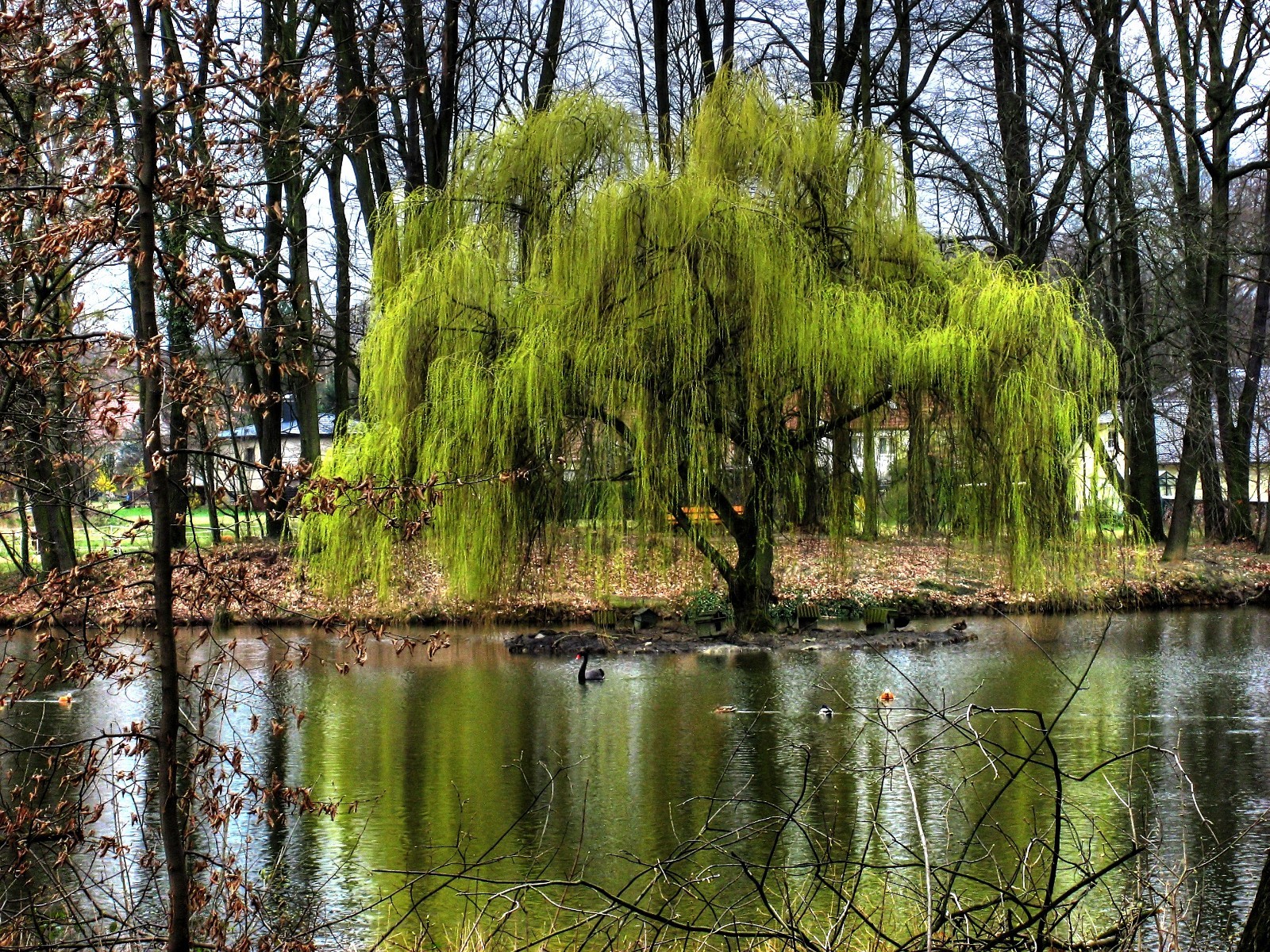 Weeping Willow Tree (12) Cuttings - Ready to root & plant