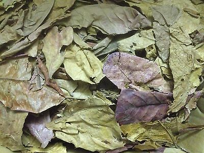 1 Kg Seemandelbaumblätter, Bruchlaub - Catappa Leaves Ketapang