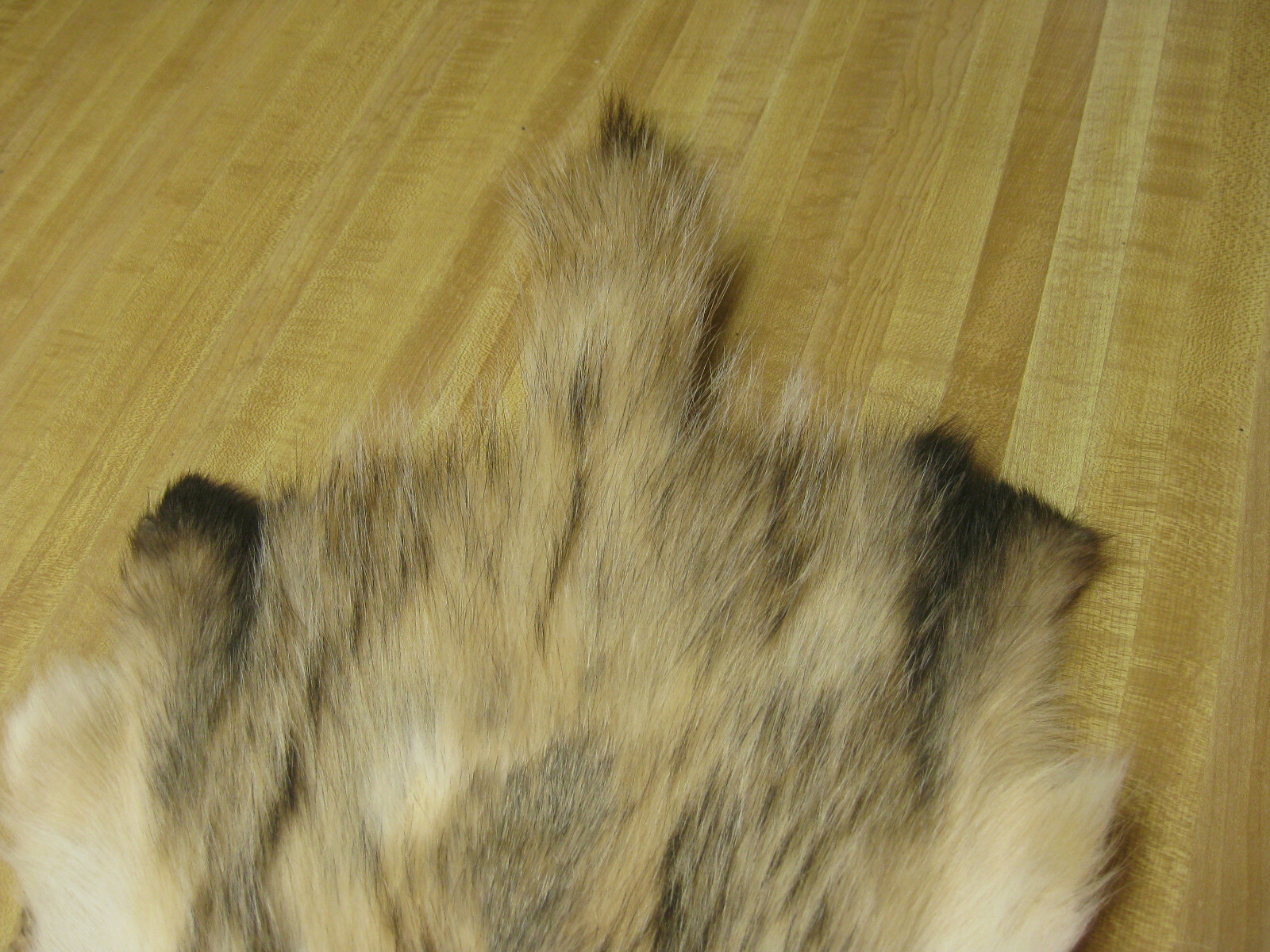 Tanned Badger Hide DAMAGED # 00007348