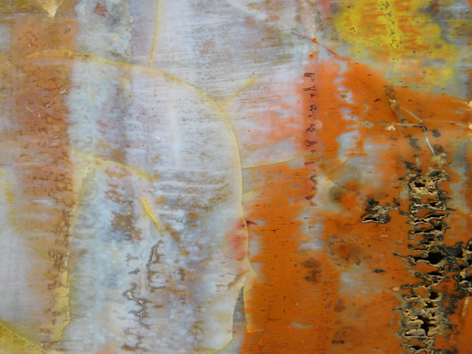 A BIG! Very Colorful Polished Petrified Wood Fossil Found in Arizona! 988gr e