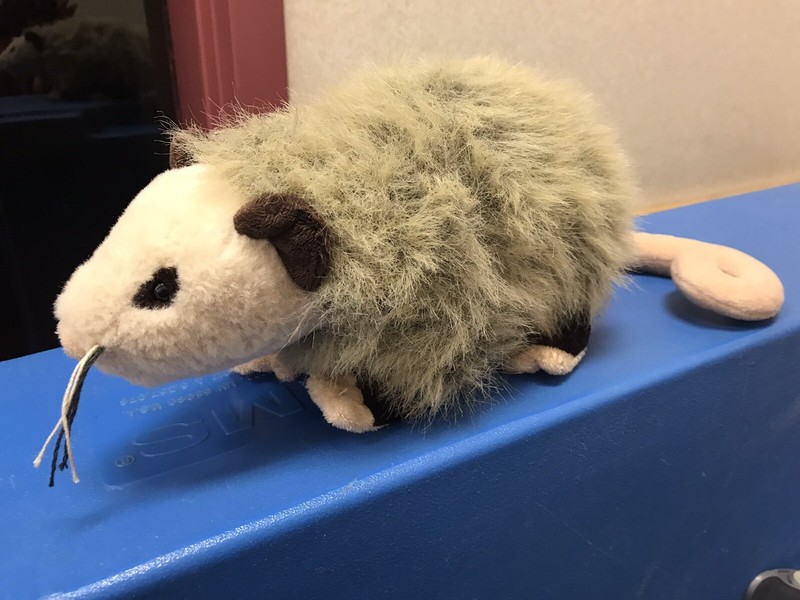 possum webkinz