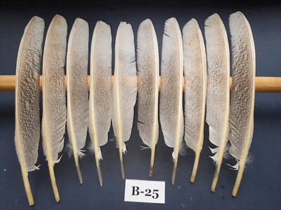 10 Pcs (5+5) Of Turkey Wing Feathers, Natural Feathers, Fly Tying Materials