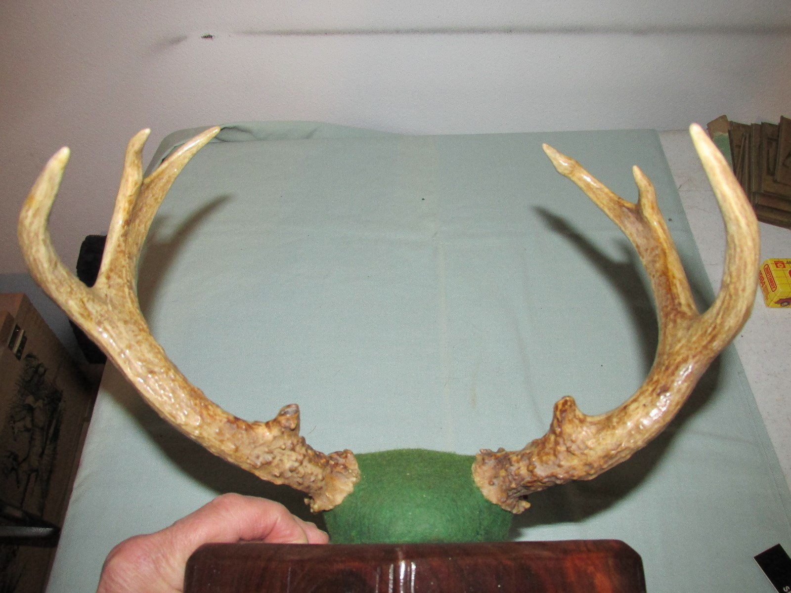 WHITETAIL ANTLER DEER MOUNT TAXIDERMY RACK 8 POINTER